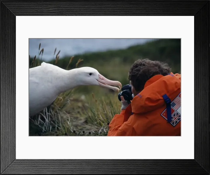 Framed Print : South Georgia, Bay of Isles, Prion Island Framed Print : South Georgia, Bay of Isles, Prion Island
