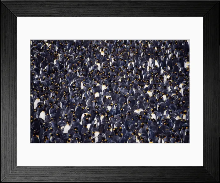Framed Print : South Georgia, Right Whale Bay Framed Print : South Georgia, Right Whale Bay
