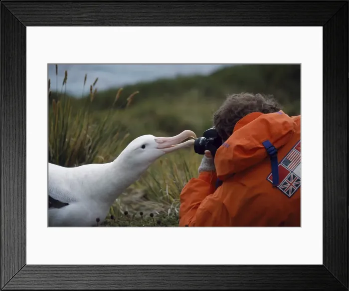 Framed Print : Wandering albatross Framed Print : Wandering albatross