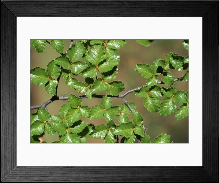 Framed Print : Argentina, Patagonia, Los Glaciares National Park Framed Print : Argentina, Patagonia, Los Glaciares National Park