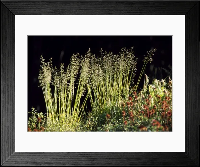 Framed Print : Argentina, Tierra del Fuego, Parque National Tierra del Fuego Framed Print : Argentina, Tierra del Fuego, Parque National Tierra del Fuego