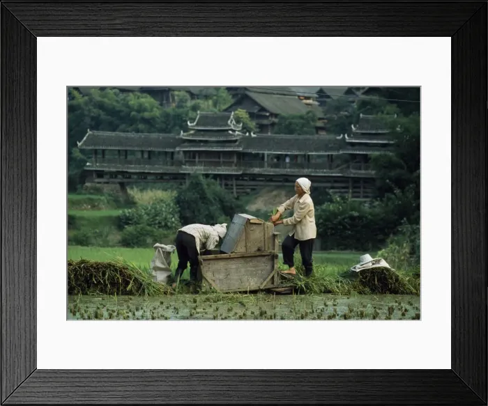 Framed Print : Dong women thresh rice near Chengyang Village Framed Print : Dong women thresh rice near Chengyang Village