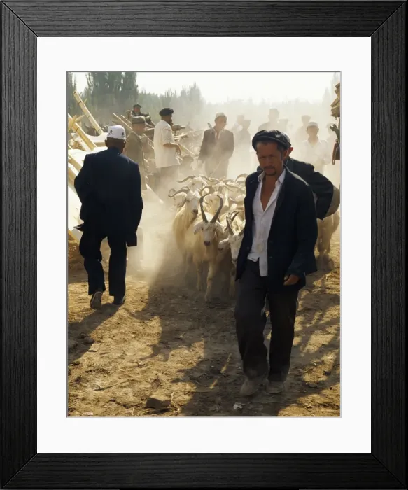 Framed Print : An Uigur man leads his herd of goats into the heart