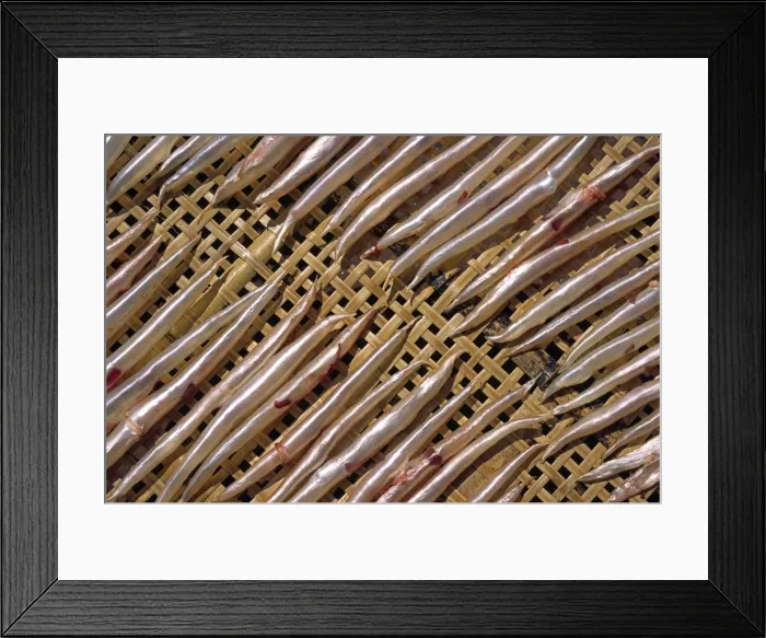 Framed Print : Fish bladders dry on a bamboo lattice on the outlying Framed Print : Fish bladders dry on a bamboo lattice on the outlying