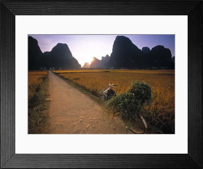 Framed Print : Bike and Ricefield Framed Print : Bike and Ricefield