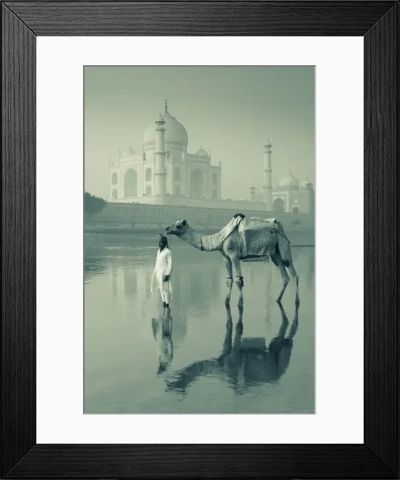 Framed Print : Camal & Driver, Taj Mahal, Agra, Uttar Pradesh, India Framed Print : Camal & Driver, Taj Mahal, Agra, Uttar Pradesh, India