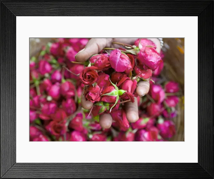 Framed Print : Hand holding small rose heads Framed Print : Hand holding small rose heads