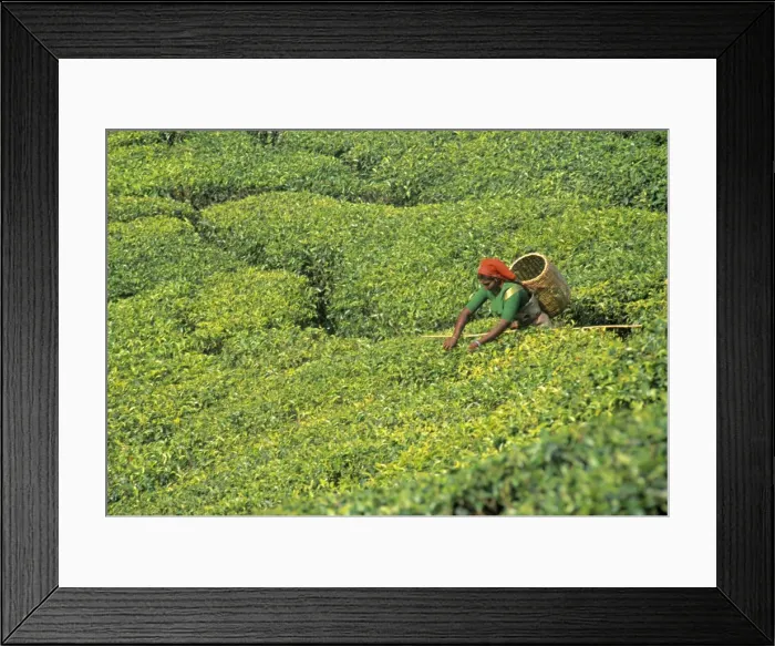 Framed Print : Tea plantation Framed Print : Tea plantation