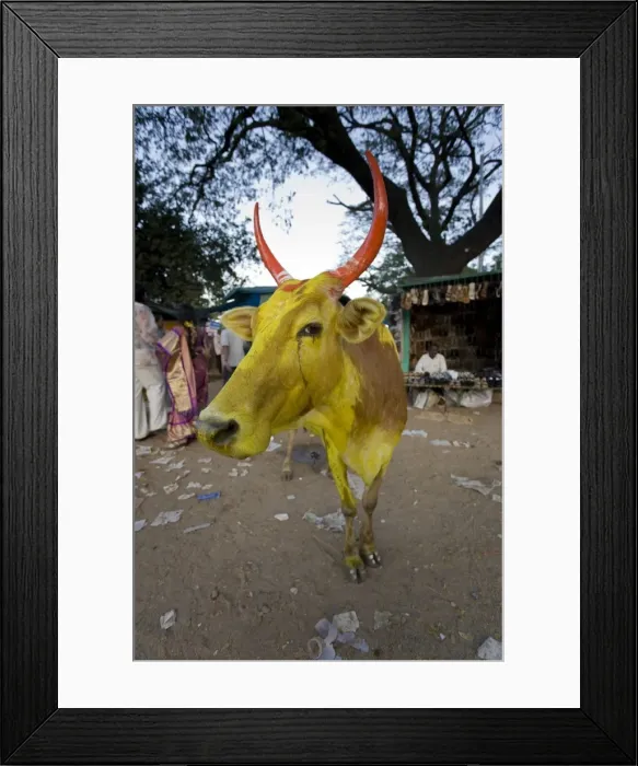 Framed Print : Painted Cow, Mysore, Karnataka, India Framed Print : Painted Cow, Mysore, Karnataka, India