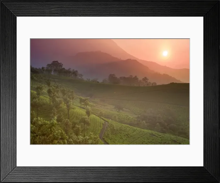 Framed Print : Tea Plantations Framed Print : Tea Plantations