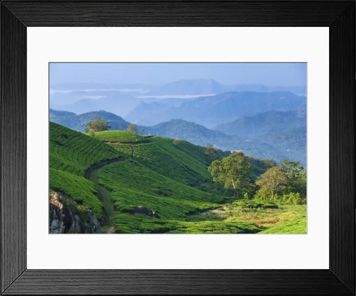 Framed Print : Tea Plantations Framed Print : Tea Plantations