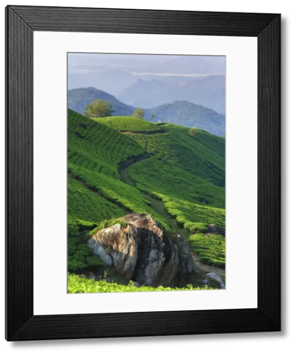 Framed Print : Tea Plantations Framed Print : Tea Plantations