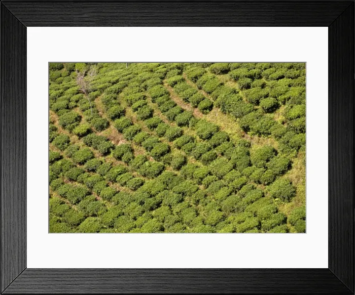 Framed Print : India, West Bengal Framed Print : India, West Bengal