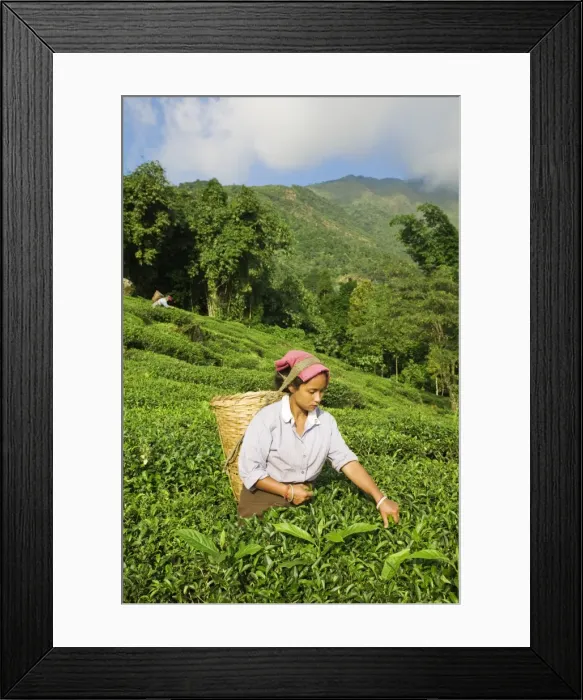 Framed Print : India, West Bengal Framed Print : India, West Bengal