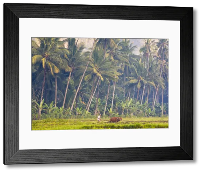 Framed Print : Man ploughing Framed Print : Man ploughing