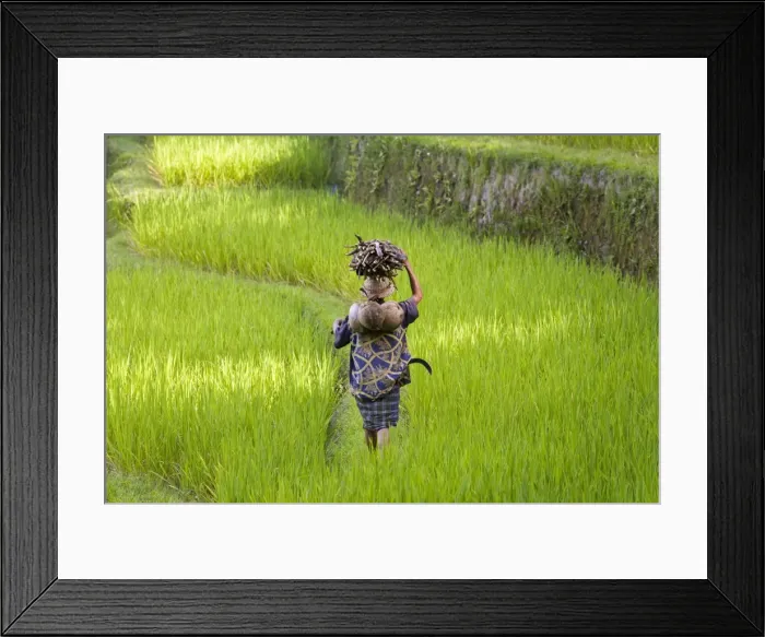 Framed Print : Man carrying firewood & coconuts through rice paddies Framed Print : Man carrying firewood & coconuts through rice paddies