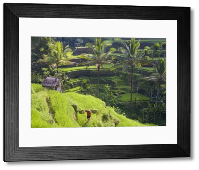 Framed Print : Man in rice fields Framed Print : Man in rice fields
