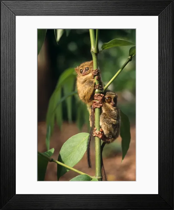Framed Print : Indonesia, Sulawesi Framed Print : Indonesia, Sulawesi
