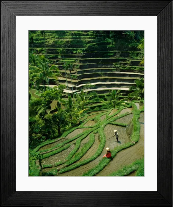 Framed Print : Ubud / Rice Terraces Framed Print : Ubud / Rice Terraces