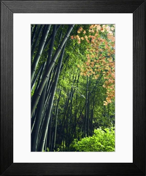 Framed Print : Japan Kanagawa prefecture Kamakura bamboo forest Framed Print : Japan Kanagawa prefecture Kamakura bamboo forest