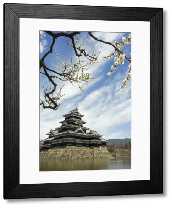 Framed Print : Matsumoto Castle and moat spring cherry tree blossom Framed Print : Matsumoto Castle and moat spring cherry tree blossom