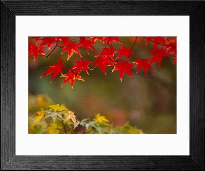 Framed Print : Japan, Honshu Island, Kyoto Framed Print : Japan, Honshu Island, Kyoto