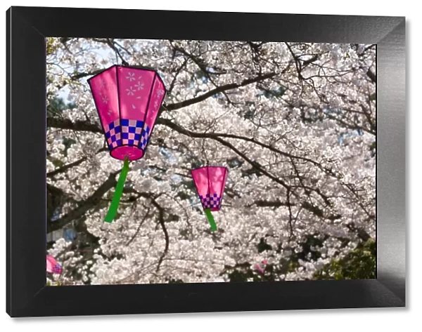 Cherry blossoms (Sakura) & decorative lanterns