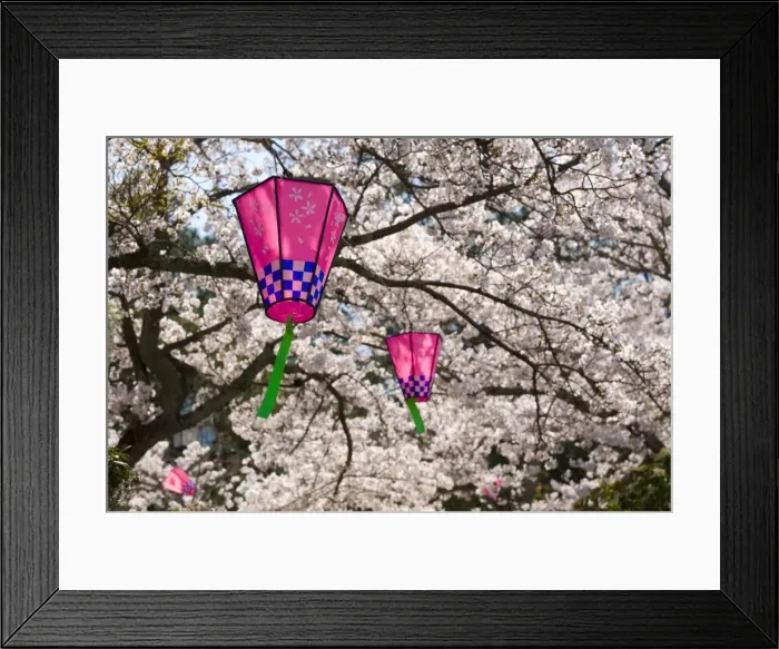 Framed Print : Cherry blossoms (Sakura) & decorative lanterns Framed Print : Cherry blossoms (Sakura) & decorative lanterns