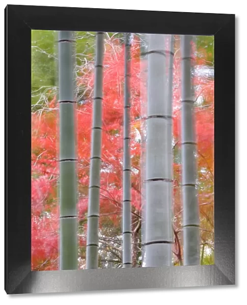 Maples trees & bamboo, Arashiyama, Kyoto, Japan