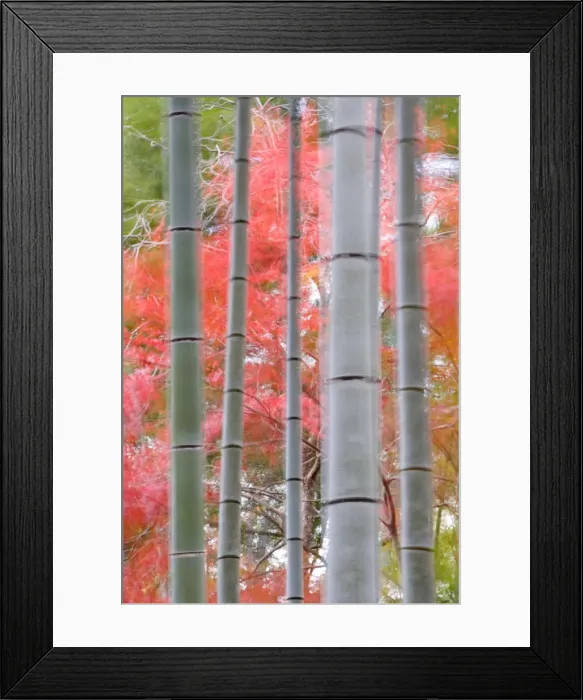 Framed Print : Maples trees & bamboo, Arashiyama, Kyoto, Japan Framed Print : Maples trees & bamboo, Arashiyama, Kyoto, Japan