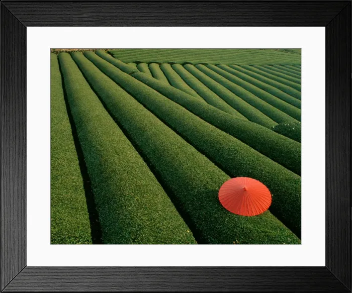 Framed Print : Tea Fields Framed Print : Tea Fields