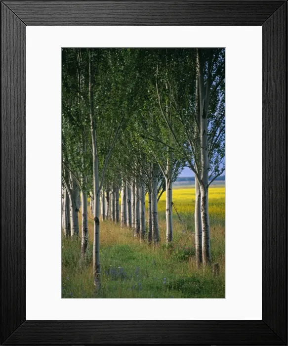 Framed Print : Kyrgyzstan, Issyk Kul, Cholpon Ata Framed Print : Kyrgyzstan, Issyk Kul, Cholpon Ata