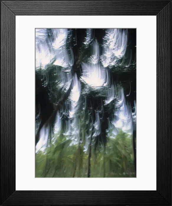Framed Print : Palm trees