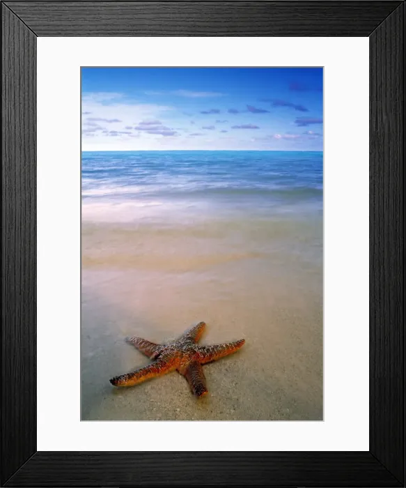 Framed Print : Starfish on beach Framed Print : Starfish on beach
