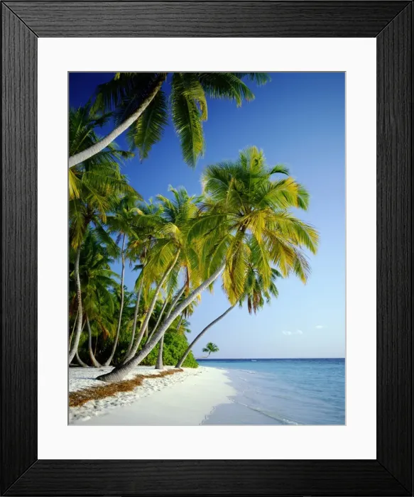 Framed Print : Palm Trees & Tropical Beach, Maldive Islands, Indian Ocean