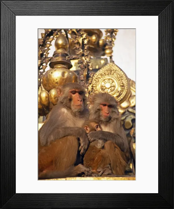 Framed Print : Rhesus macaques at Swayambhunath Stupa Framed Print : Rhesus macaques at Swayambhunath Stupa
