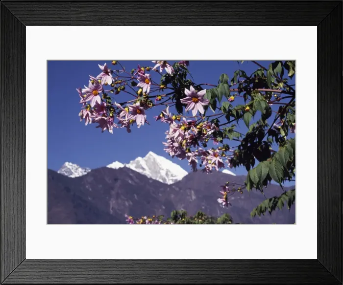 Framed Print : Flowers at Lukla Framed Print : Flowers at Lukla