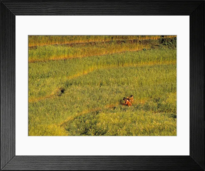 Framed Print : Maize Field Framed Print : Maize Field