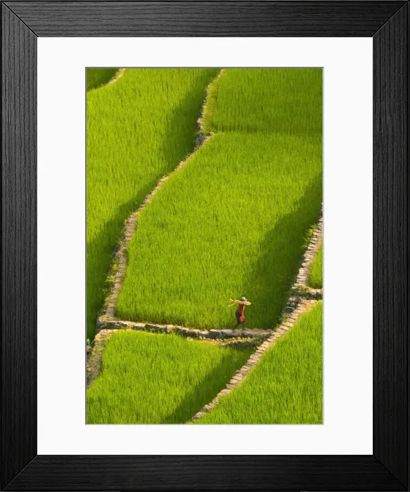 Framed Print : Rice terraces of Batad at Banaue, Luzon Island, Philippines Framed Print : Rice terraces of Batad at Banaue, Luzon Island, Philippines