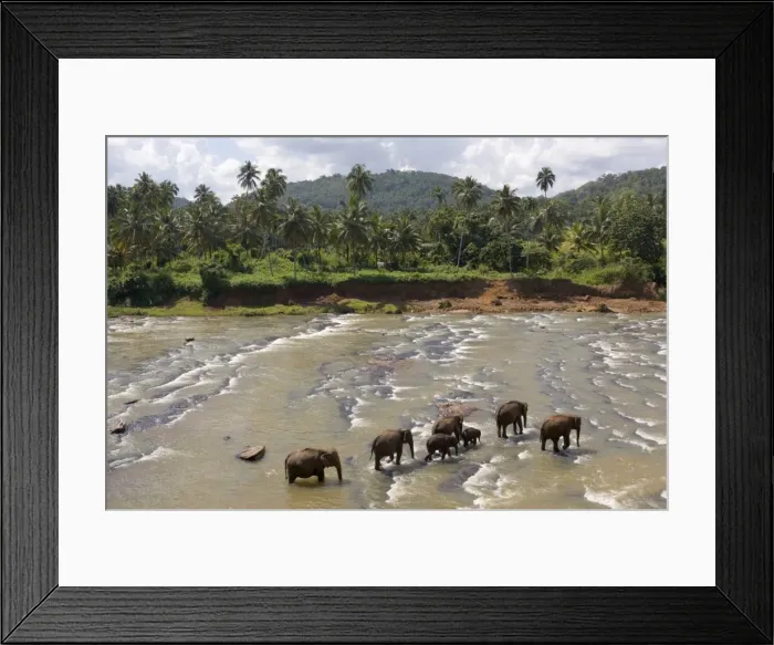 Framed Print : Pinnewala Elephant Orphanage near Kegalle, Hill Country, Sri Lanka Framed Print : Pinnewala Elephant Orphanage near Kegalle, Hill Country, Sri Lanka