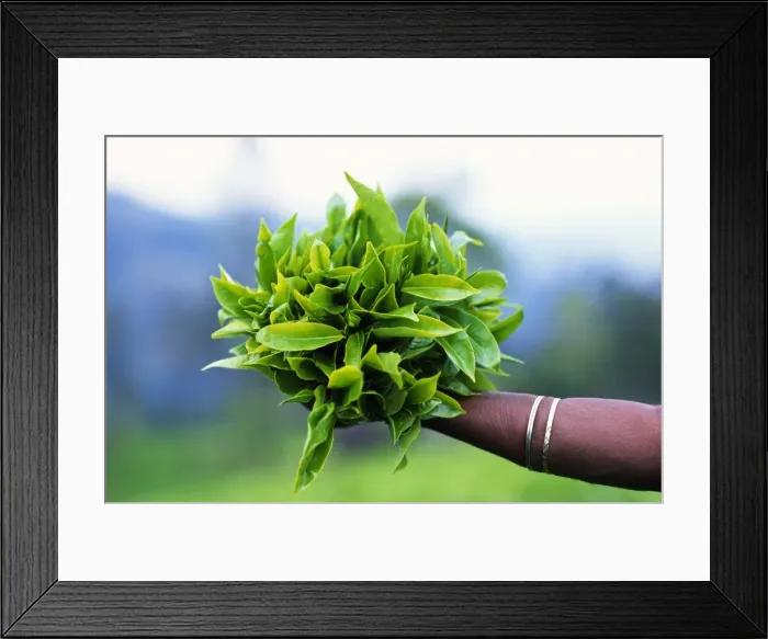 Framed Print : Freshly picked tea leaves Framed Print : Freshly picked tea leaves