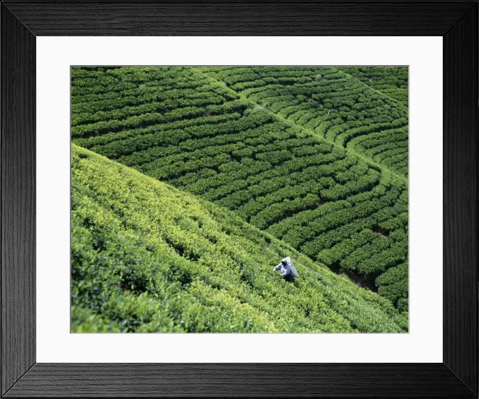 Framed Print : Tea Fields Framed Print : Tea Fields