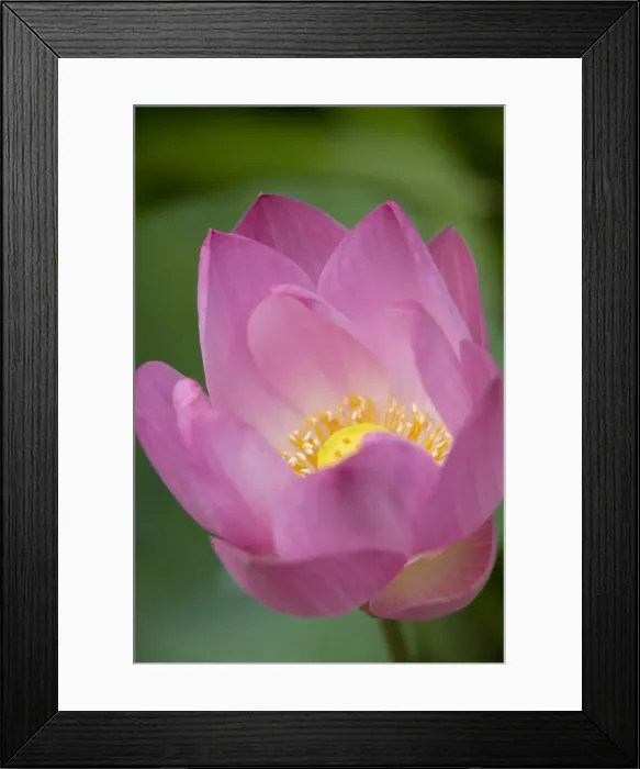 Framed Print : Lotus Flower, Bangkok, Thailand Framed Print : Lotus Flower, Bangkok, Thailand