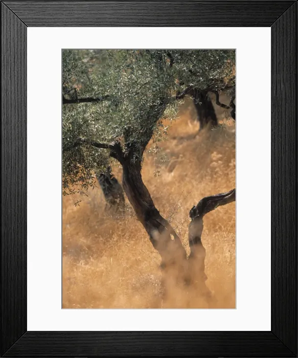 Framed Print : Olive tree, Turkey Framed Print : Olive tree, Turkey
