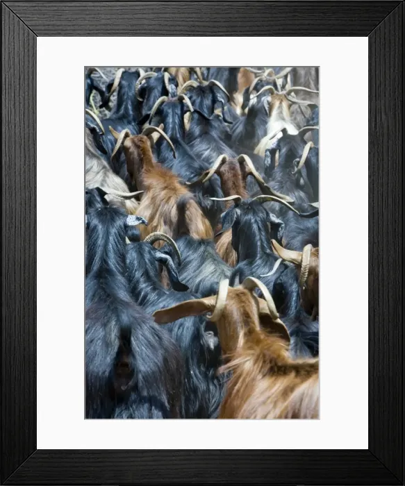 Framed Print : Goats, near Antalya, Mediterranean Coast, Turkey Framed Print : Goats, near Antalya, Mediterranean Coast, Turkey