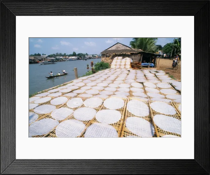 Framed Print : Drying rice noodles in the sun beside the Mekong River in Sa Dec Framed Print : Drying rice noodles in the sun beside the Mekong River in Sa Dec