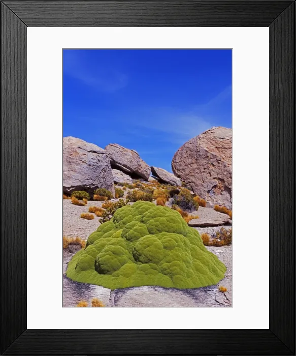 Framed Print : Yareta, an extremely tough Framed Print : Yareta, an extremely tough