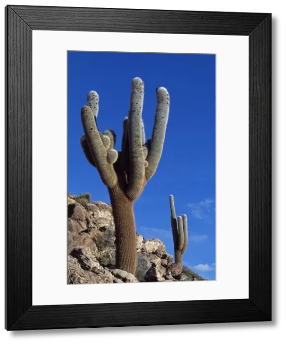 Framed Print : A striking cactus in the Eduardo Avaroa National Reserve