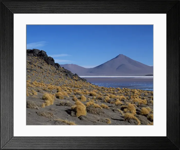 Framed Print : Flamingos feed on the algae-rich waters of Laguna Colorada Framed Print : Flamingos feed on the algae-rich waters of Laguna Colorada