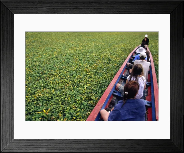 Framed Print : Water hyacinth makes for slow progress cruising up Framed Print : Water hyacinth makes for slow progress cruising up